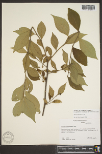 Styrax americanus image