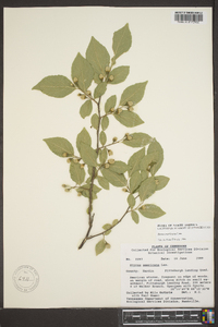 Styrax americanus image