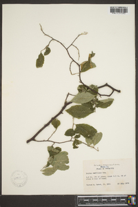 Styrax americanus image