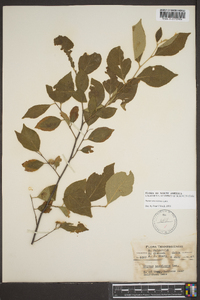 Styrax americanus image