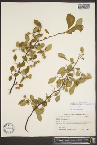 Styrax americanus image