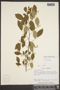 Styrax americanus image