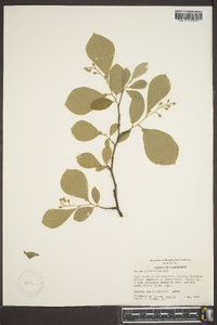 Styrax grandifolius image