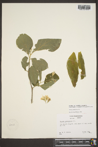 Styrax grandifolius image