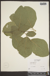 Styrax grandifolius image