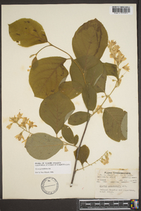 Styrax grandifolius image