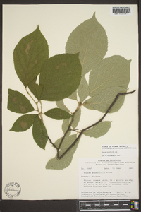 Styrax grandifolius image