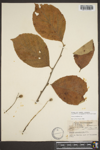 Styrax grandifolius image