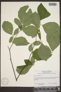 Styrax grandifolius image