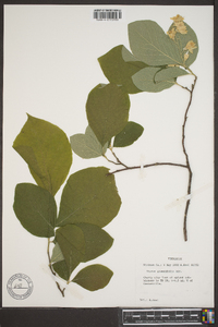 Styrax grandifolius image