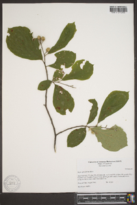 Styrax grandifolius image