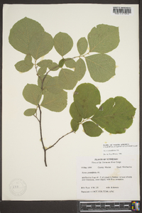 Styrax grandifolius image