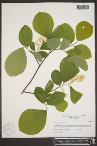 Styrax grandifolius image