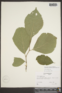 Styrax grandifolius image