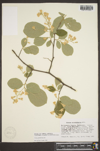 Styrax grandifolius image