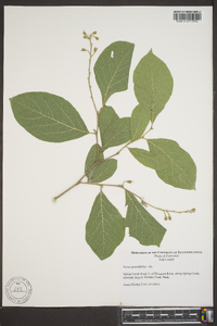 Styrax grandifolius image