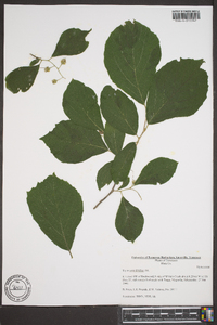 Styrax grandifolius image