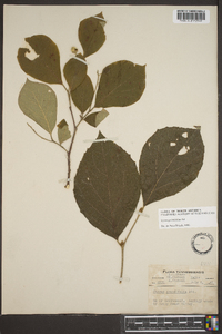 Styrax grandifolius image