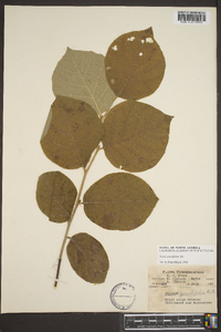 Styrax grandifolius image