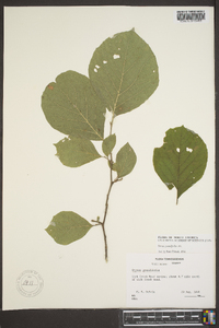 Styrax grandifolius image