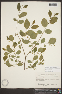 Styrax americanus image