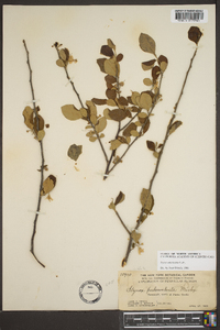 Styrax americanus image