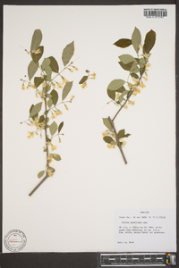 Styrax americanus image