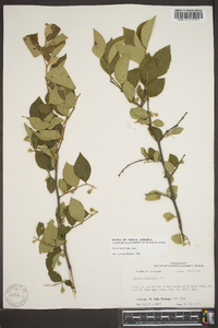 Styrax americanus image