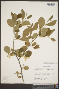 Styrax americanus image