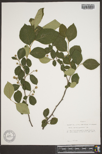 Styrax americanus image