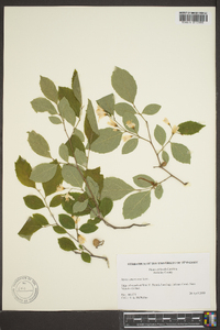 Styrax americanus image