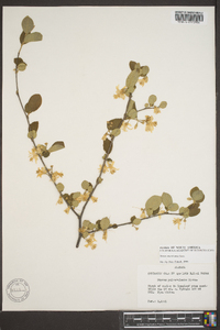 Styrax americanus image