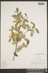 Styrax americanus image