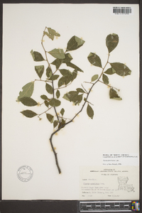 Styrax americanus image