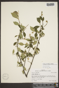 Styrax americanus image