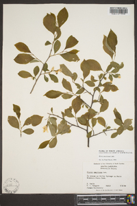 Styrax americanus image