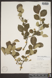 Styrax americanus image