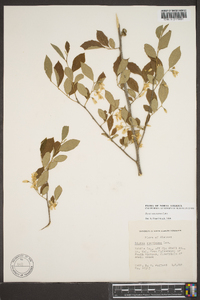 Styrax americanus image