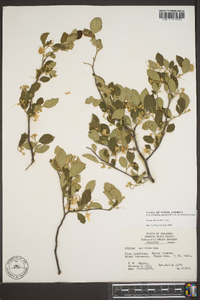 Styrax americanus image