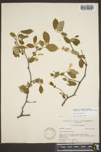 Styrax americanus image