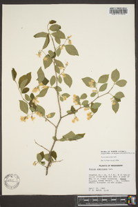 Styrax americanus image