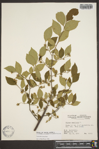 Styrax americanus image