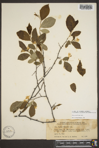 Styrax americanus image