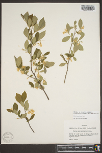 Styrax americanus image