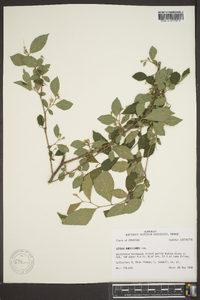 Styrax americanus image