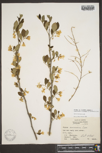 Styrax americanus image