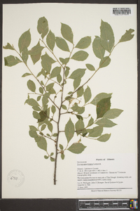 Styrax americanus image