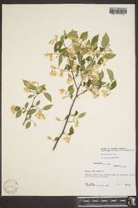 Styrax americanus image