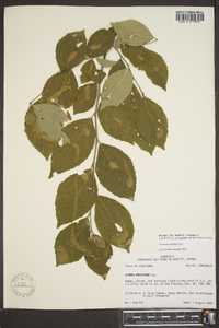 Styrax americanus image