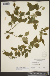 Styrax americanus image